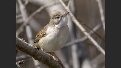 Common Whitethroat
