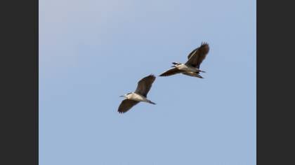 Black-crowned Night Heron