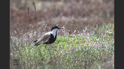 Spur-winged Lapwing