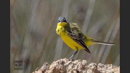 Western Yellow Wagtail