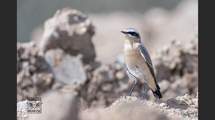 Northern Wheatear