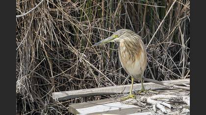 Squacco Heron