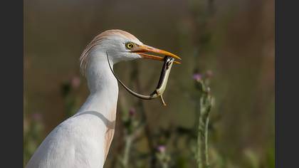 Western Cattle Egret