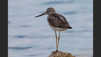 Common Greenshank