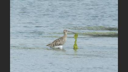 Eurasian Curlew