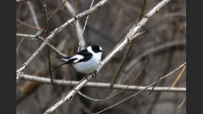 Collared Flycatcher