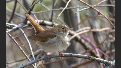 Cetti`s Warbler