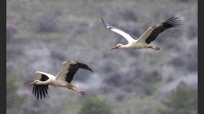 White Stork
