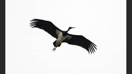 Black Stork