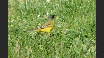 Western Yellow Wagtail