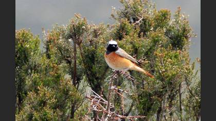 Common Redstart