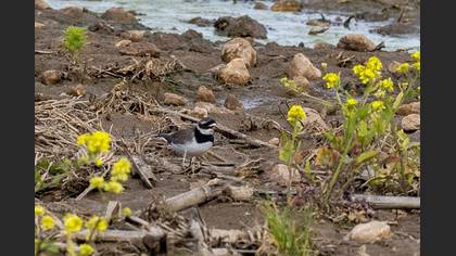 Common Ringed Plover