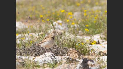 Greater Short-toed Lark
