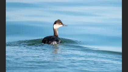 Black-necked Grebe