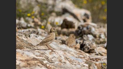 Turkestan Short-toed Lark