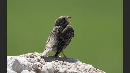Corn Bunting