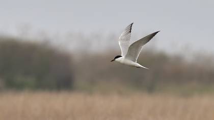 Gull-billed Tern