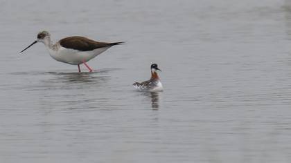 Red-necked Phalarope