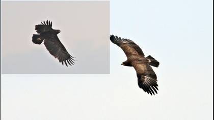 Greater Spotted Eagle