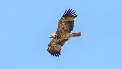 Eastern Imperial Eagle