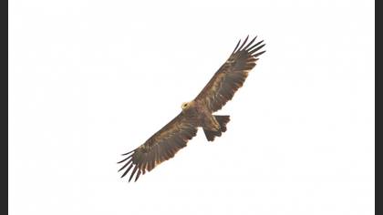 Lesser Spotted Eagle