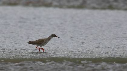 Common Redshank