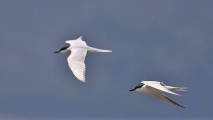 Gull-billed Tern