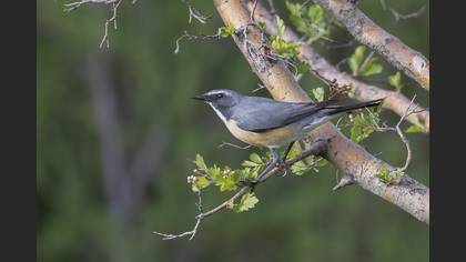 White-throated Robin