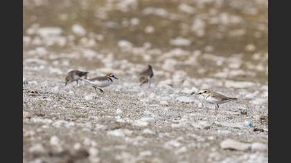 Kentish Plover
