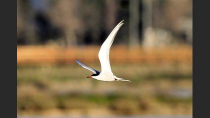 Common Tern