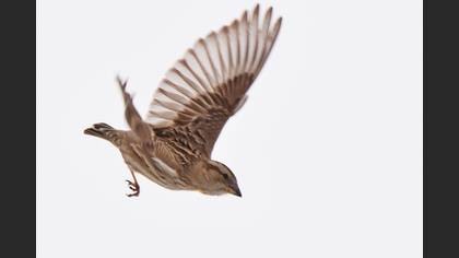 Rock Sparrow