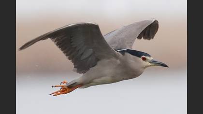 Black-crowned Night Heron