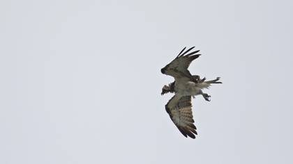 Osprey