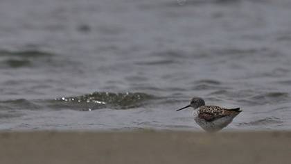 Marsh Sandpiper