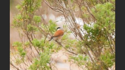 Red-backed Shrike