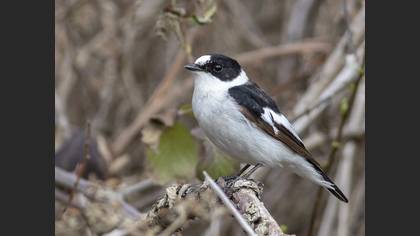 Collared Flycatcher
