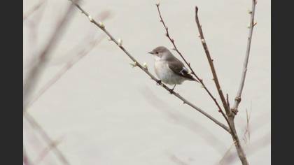 European Pied Flycatcher