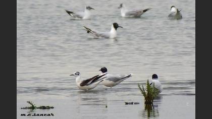 Little Gull