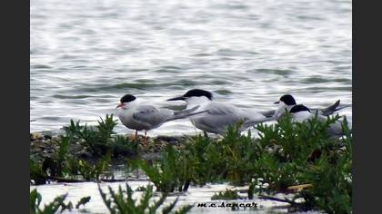 Sandwich Tern