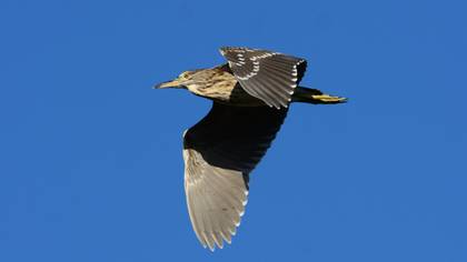 Black-crowned Night Heron