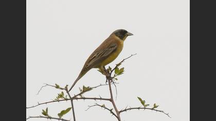 Black-headed Bunting