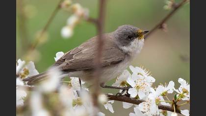Lesser Whitethroat