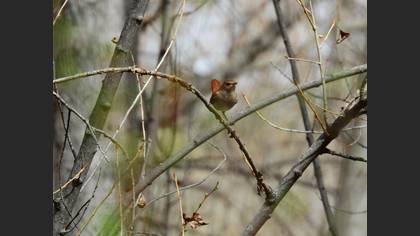 Common Nightingale