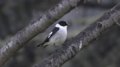 Collared Flycatcher