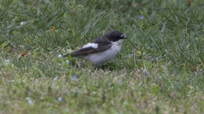 European Pied Flycatcher