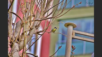 Great Tit