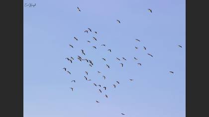White Stork