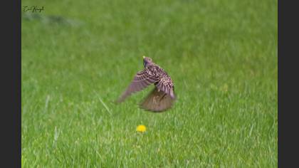 Common Starling