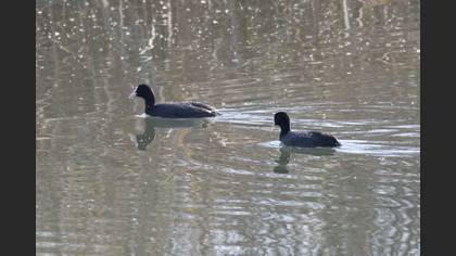 Eurasian Coot