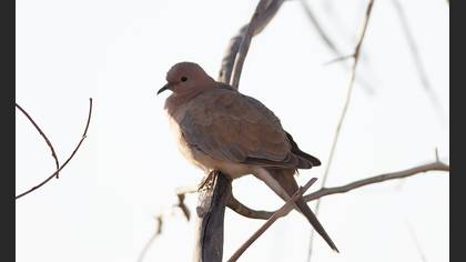 Laughing Dove